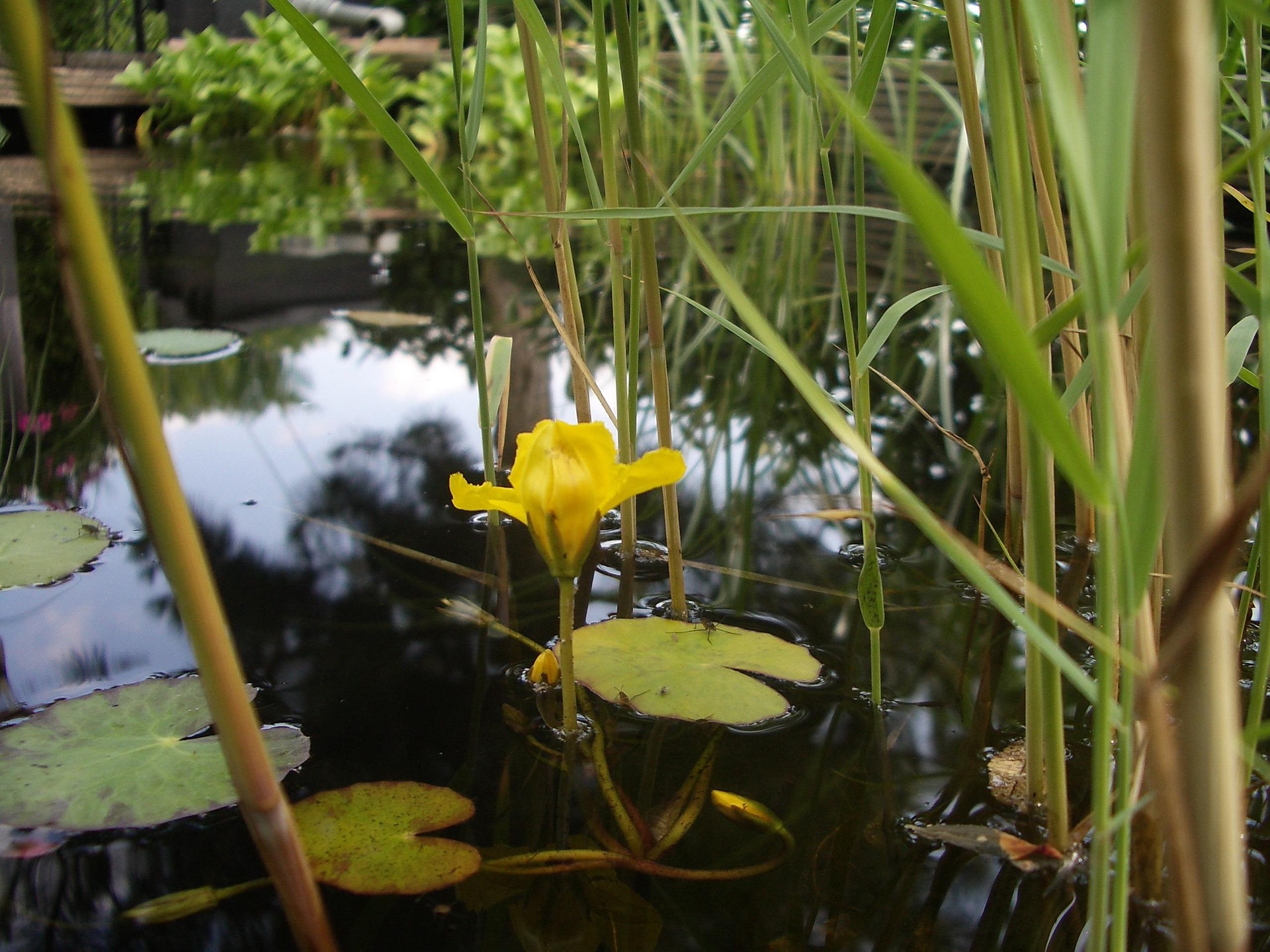 Gartenteichh mit wachsendem Gras und eine gelben Blume im Wasser